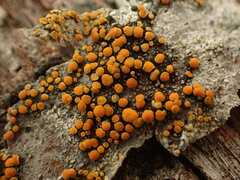 Athallia pyracea