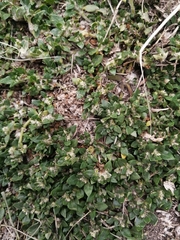 Guilleminea densa