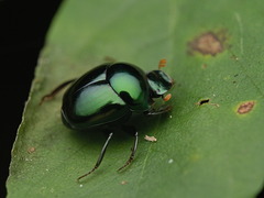 Canthon viridis