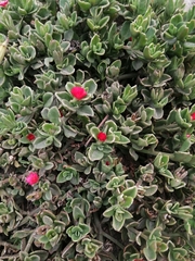 Mesembryanthemum cordifolium