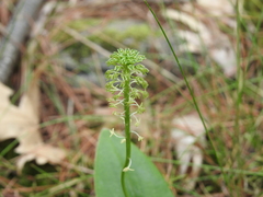 Malaxis unifolia