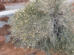 Bebbia juncea