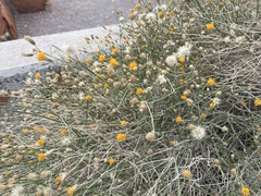 Bebbia juncea