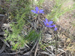 Cheiranthera linearis