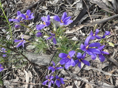 Cheiranthera linearis