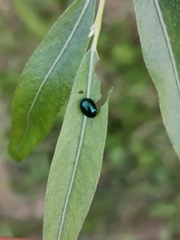 Plagiodera versicolora