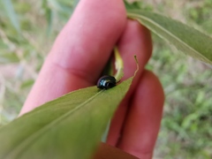 Plagiodera versicolora