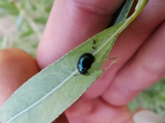 Plagiodera versicolora
