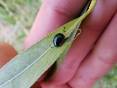 Plagiodera versicolora