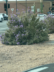 Leucophyllum frutescens