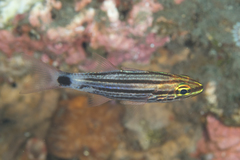 Cheilodipterus macrodon