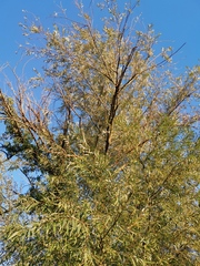 Plagiodera versicolora