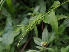Ichnanthus pallens
