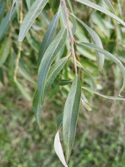 Plagiodera versicolora