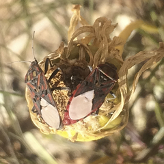 Spilostethus pandurus elegans