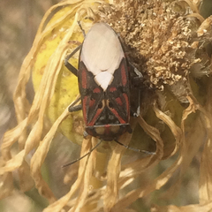 Spilostethus pandurus elegans