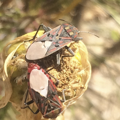 Spilostethus pandurus elegans