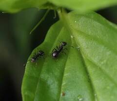 Dolichoderus thoracicus
