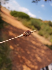 Dermacentor marginatus