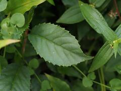 Maesa perlaria formosana