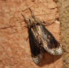 Zalissa catocalina