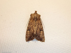 Meterana inchoata