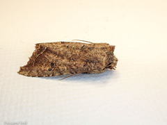 Meterana inchoata