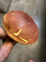 Xerocomus sclerotiorum