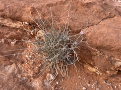 Stephanomeria pauciflora