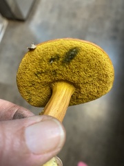 Xerocomus sclerotiorum