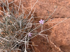 Stephanomeria pauciflora