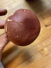 Xerocomus sclerotiorum