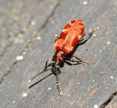 Lemodes coccinea