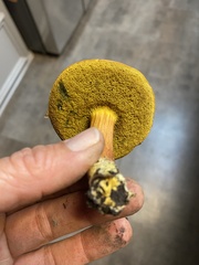 Xerocomus sclerotiorum