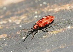 Lemodes coccinea