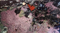 Diaulula sandiegensis