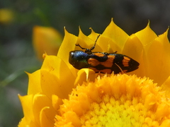Castiarina crenata