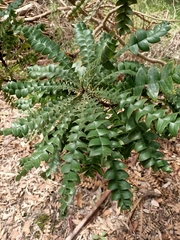 Banksia speciosa