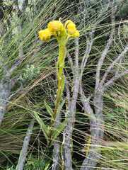 Pentacalia