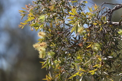 Melaleuca nervosa