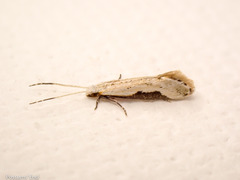 Sagephora phortegella