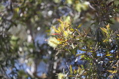 Melaleuca nervosa