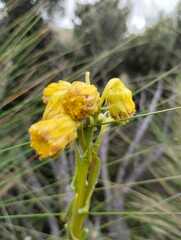 Pentacalia