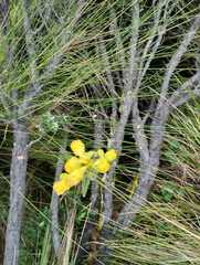 Pentacalia