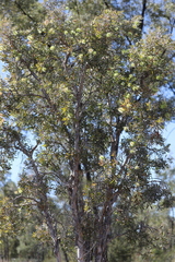 Melaleuca nervosa