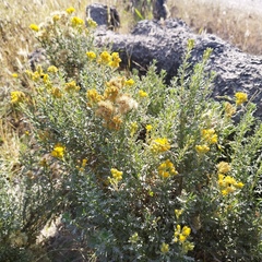 Isocoma hartwegii