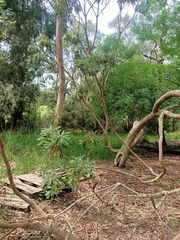 Banksia speciosa