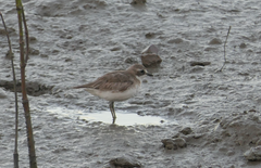 Charadrius mongolus