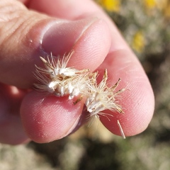 Isocoma hartwegii