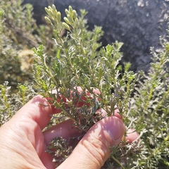 Isocoma hartwegii